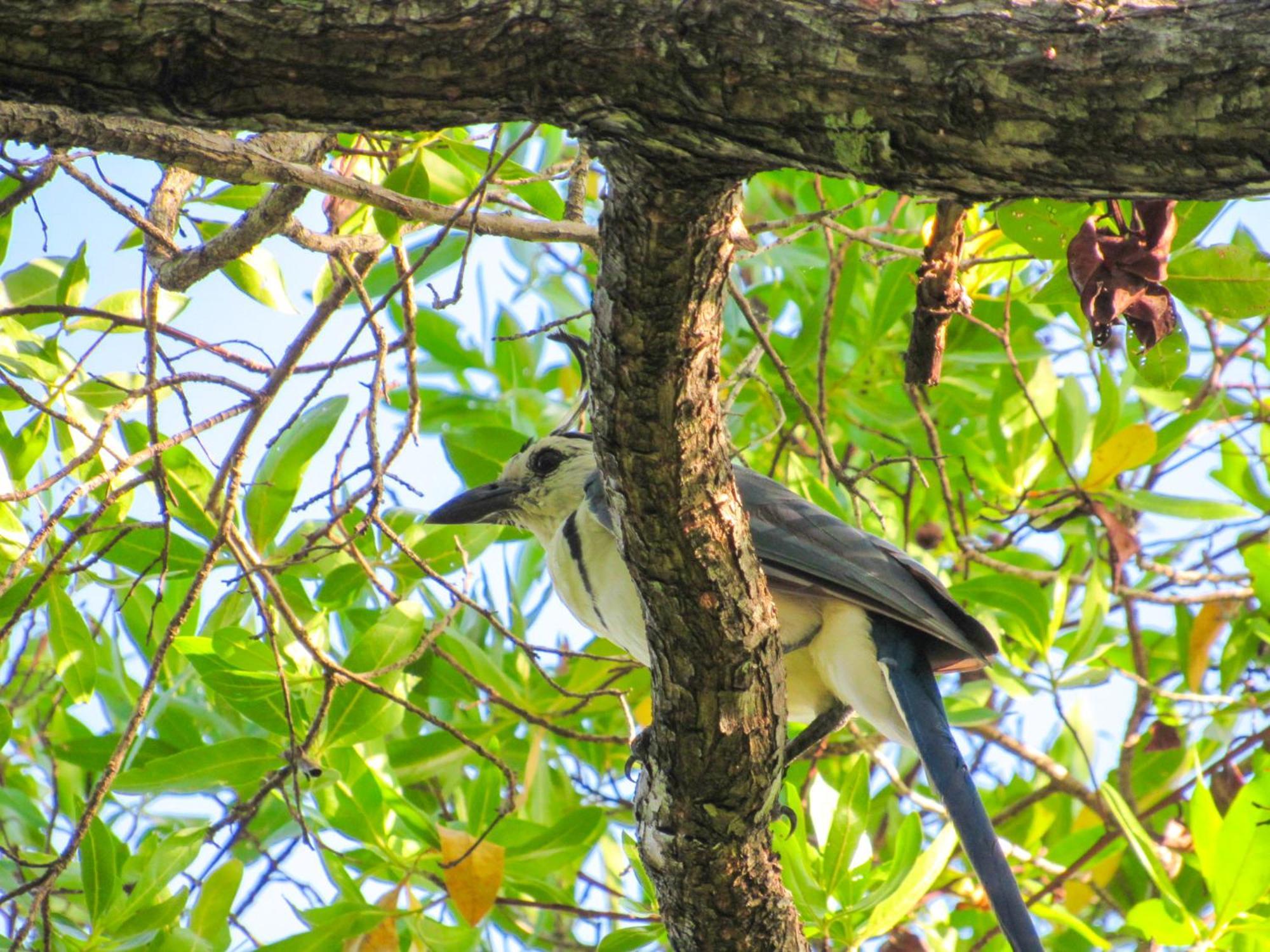 Hospedaje Combi Dream Bird Apartment Playas del Coco ภายนอก รูปภาพ